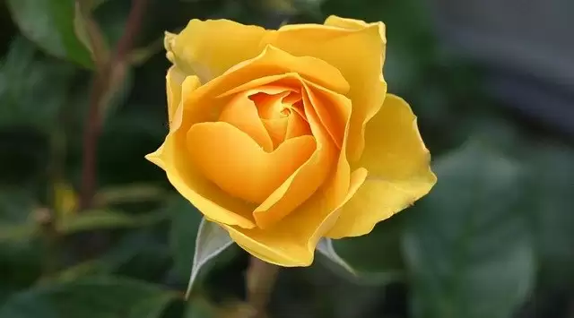 Rose Day 2021: जानें किस रंग के फूल का क्या होता है मतलब