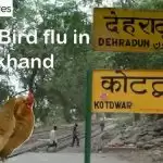 उत्तराखंड में बर्ड फ्लू की पुष्टि, हाई अलर्ट जारी