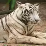 जंगल सफारी पार्क में देखने को मिलेगा सफेद बाघ