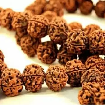 एक मुखी रुद्राक्ष के दैविक गुण