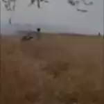 Breaking News Today: गेहूं की फसलों में भीषण आग,तार से निकली चिंगारी ने तबाह की फसल