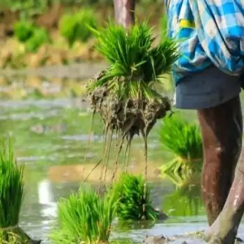 आम बजट: निराश हुए किसान, कृषि और ग्रामीण विकास के बजट में कटौती