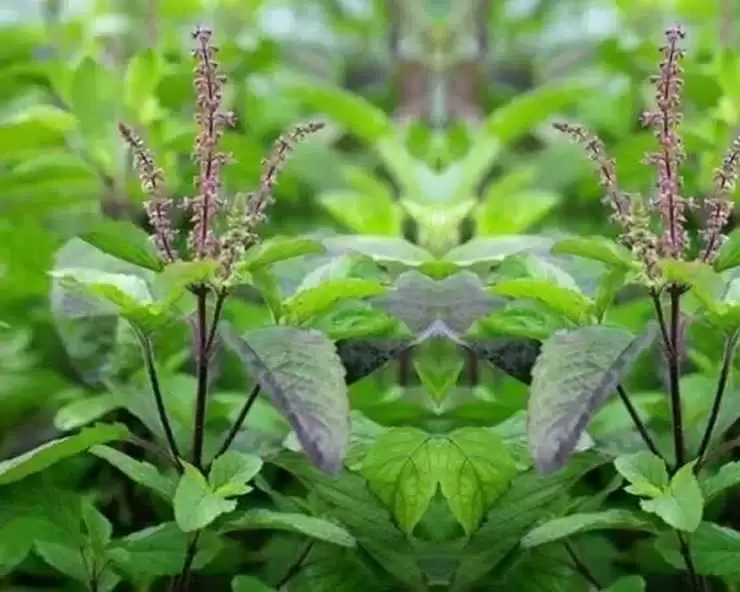 आजमाएं ये घरेलू नुस्खे अगर सफर करते वक़्त होती है उल्टी