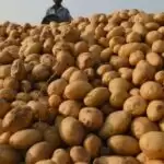 Price Hike: पेट्रोल डीजल के दाम का असर आलू पर, 25 रुपये प्रति किग्रा तक पहुंचे दाम