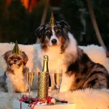 Happy New Year 2021: अपने प्रियजनों को इन मैसेज से दें नव वर्ष की शुभकामनाएं
