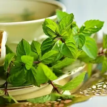 शुगर कंट्रोल करने के लिए रोजाना पिएं पुदीने का जूस