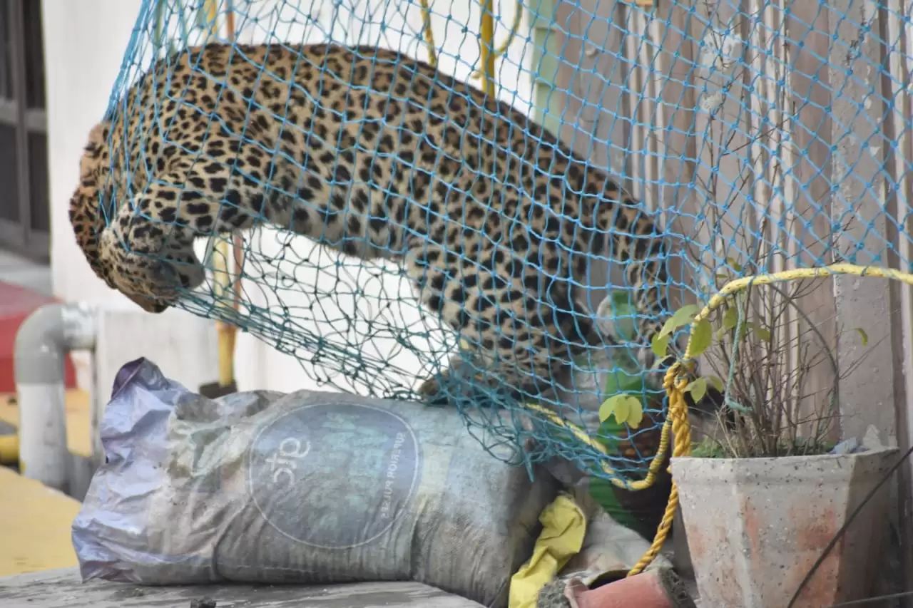 Operation Leopard in Meerut : शिवालिक के जंगल में आज छोड़ा गया पल्लव,पिंजरा खुलते ही लगाई छंलाग