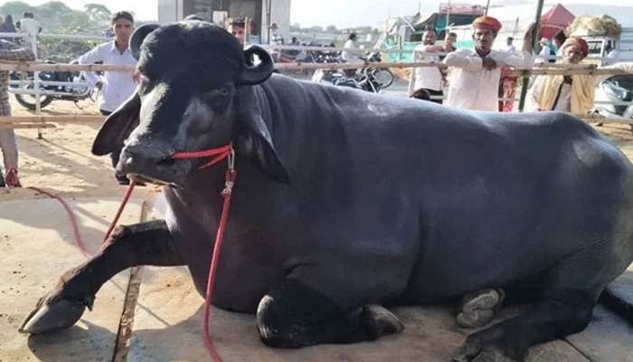 Buffaloes of 10 crore :