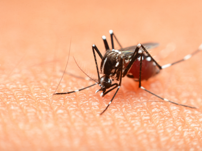 Dengue Diet: