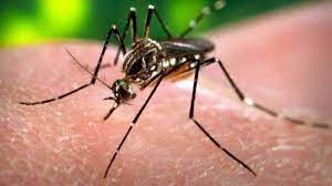 Dengue patients