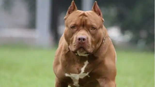 pitbull