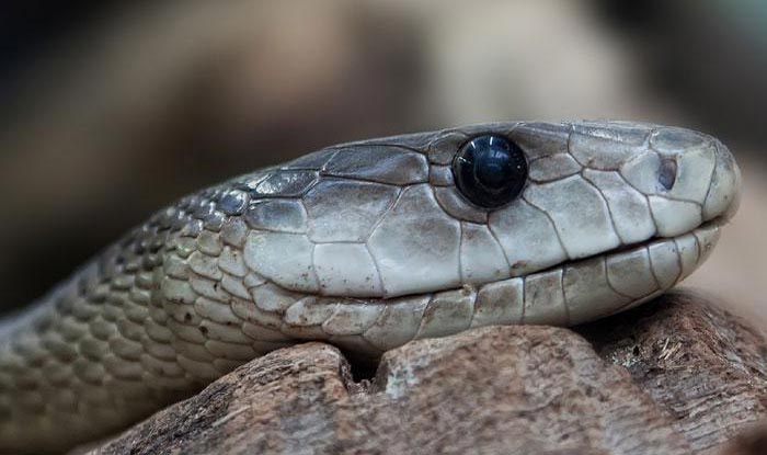 snake