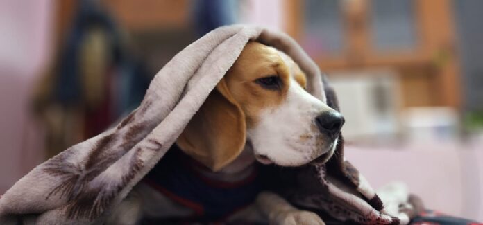 Pets Care Winter