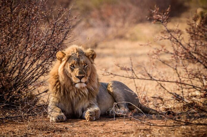 Tips For Jungle Safari