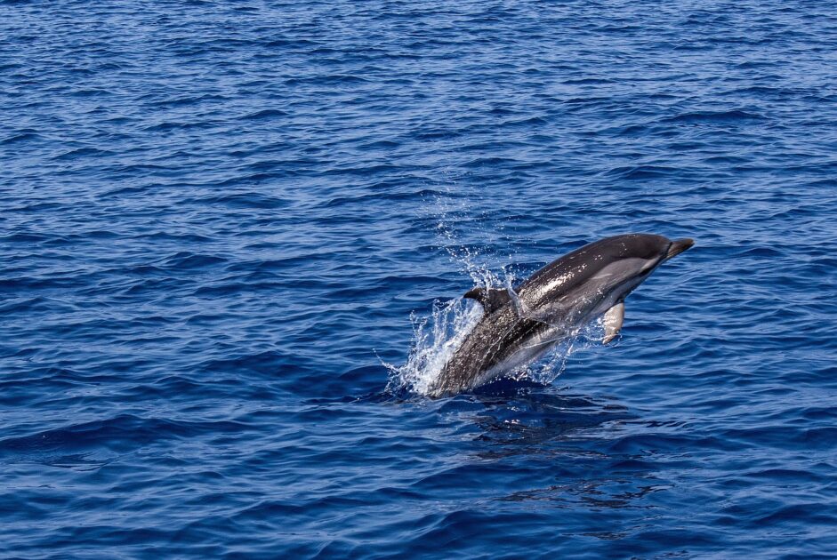 Dolphins India