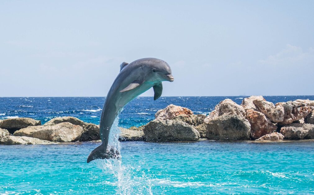 Dolphins India