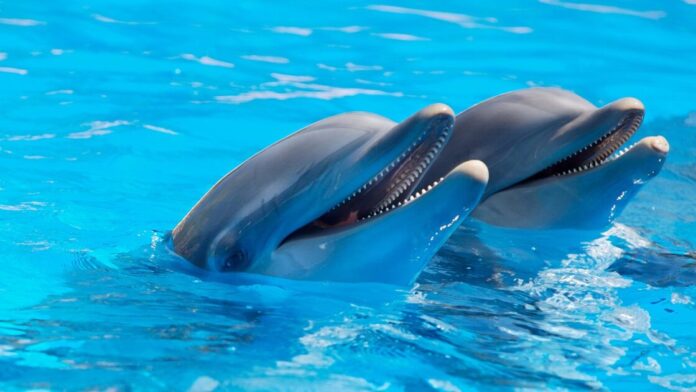 Dolphins India