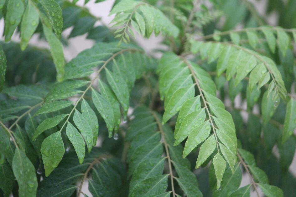 curry leaves for hair growth