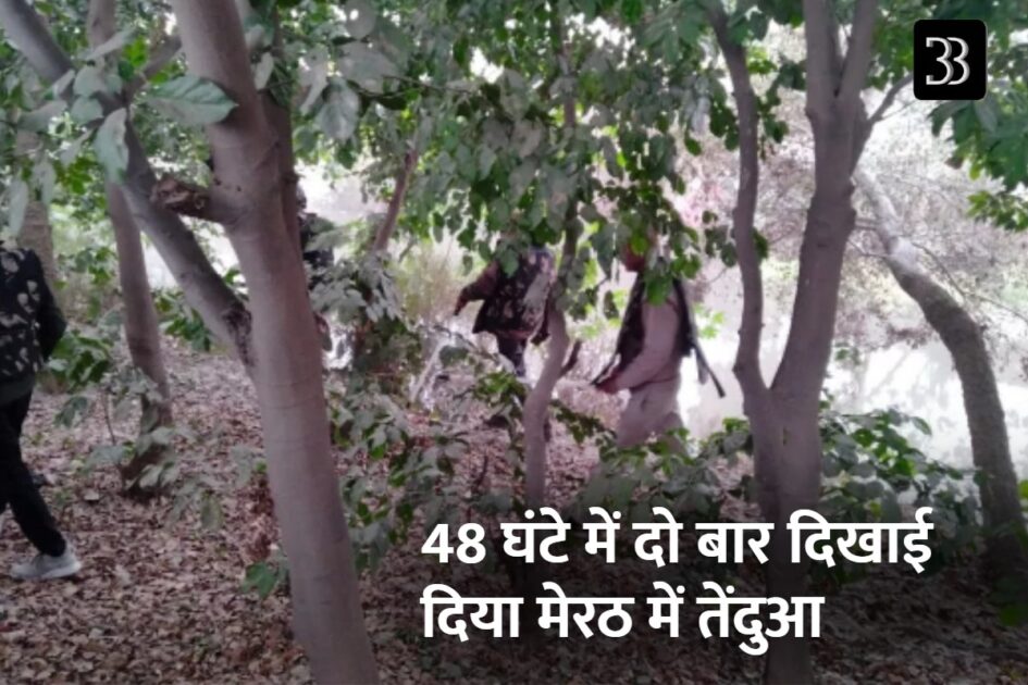 Leopard in Meerut