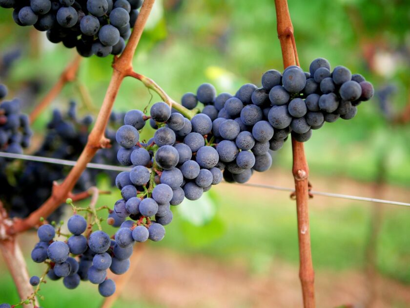 grape juice benefits