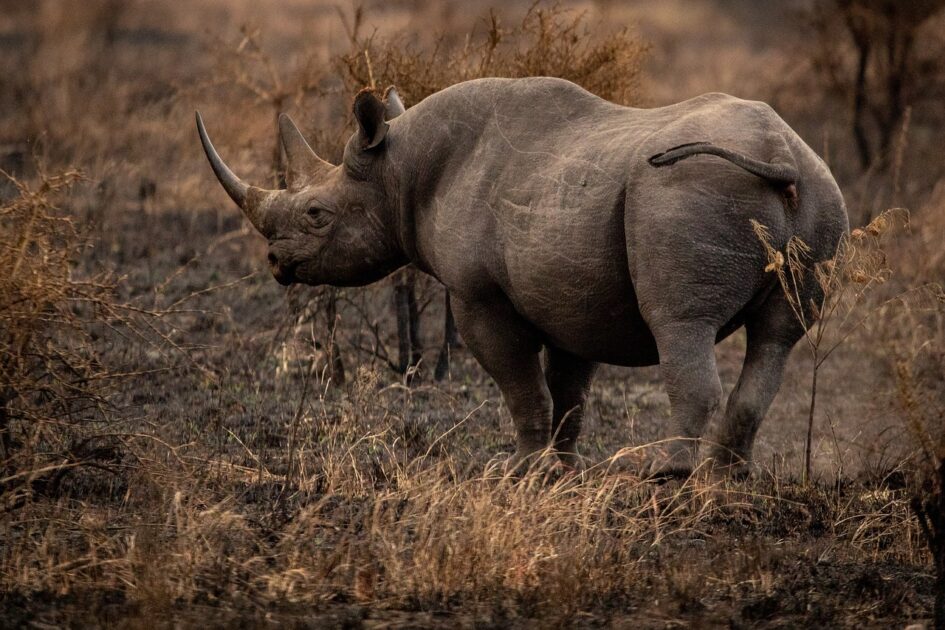 Kaziranga National Park