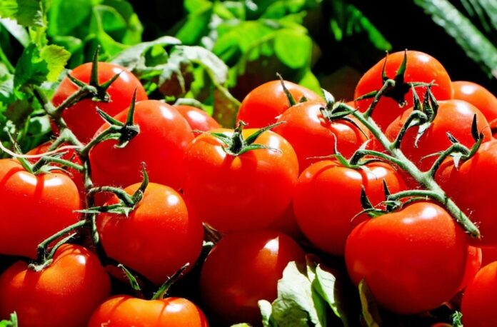 why should not eat tomatoes