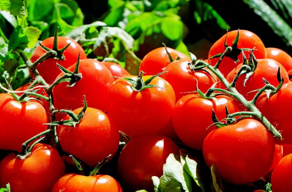 why should not eat tomatoes