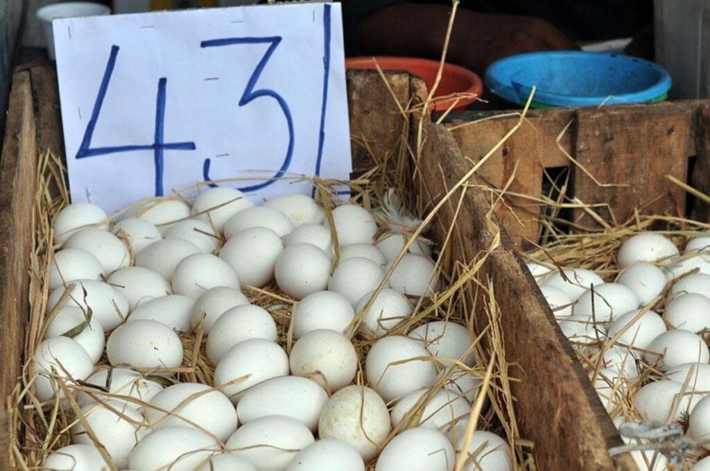 Sri Lanka Egg Price