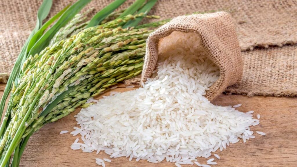 rice exports