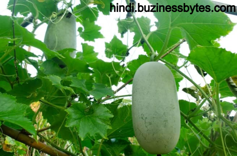 Ash Gourd In Hindi