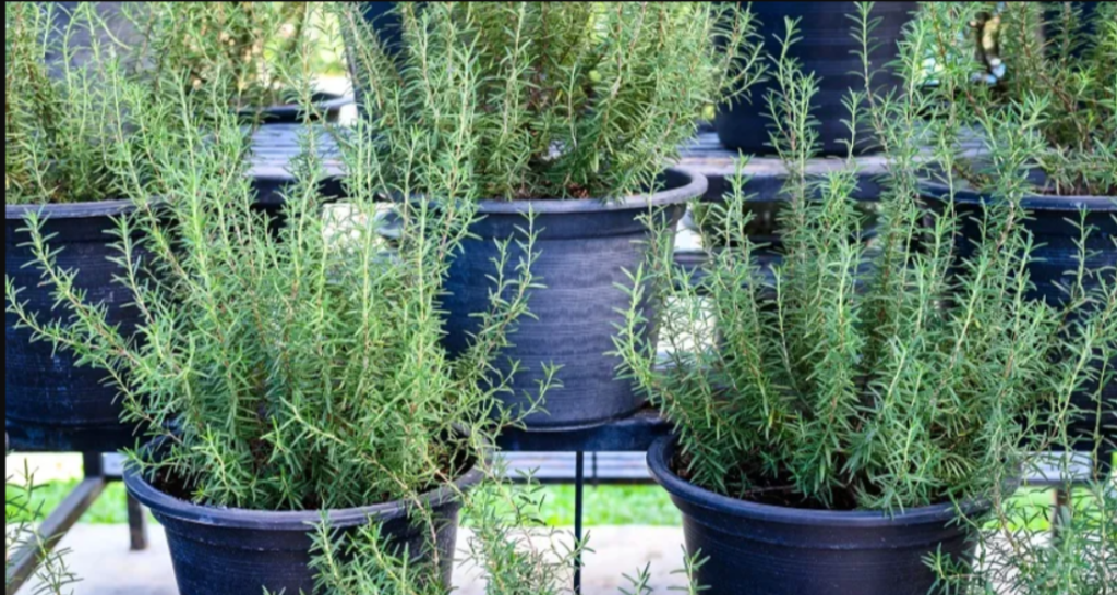 rosemary in hindi