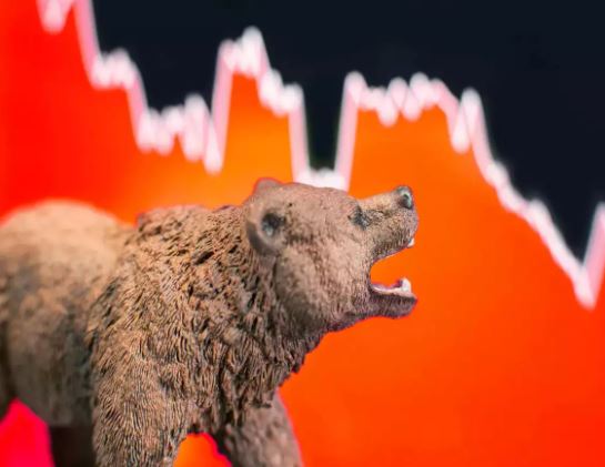 bear
