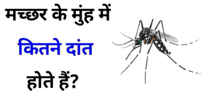 Machhar Ke Kitne Dant Hote Hain