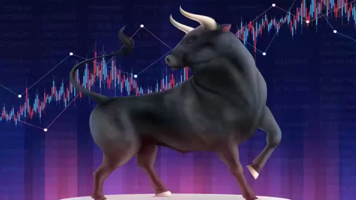 bulls