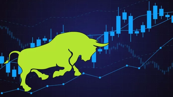 bulls