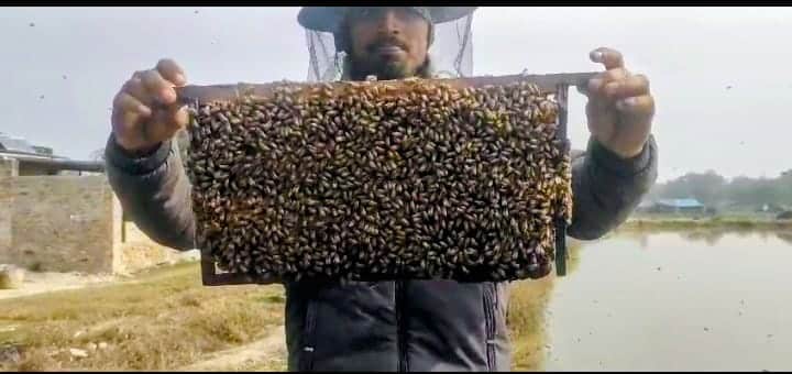 World Bee Day
