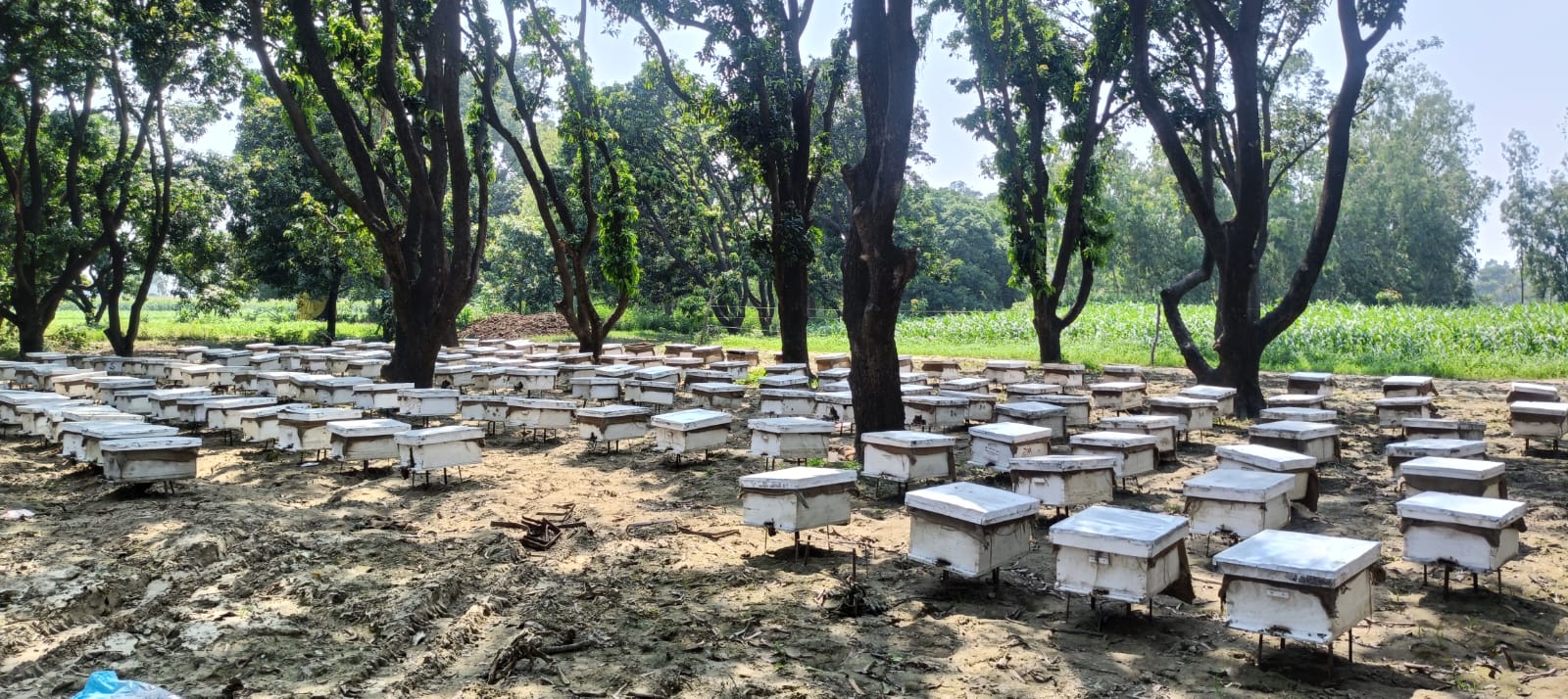 World Bee Day