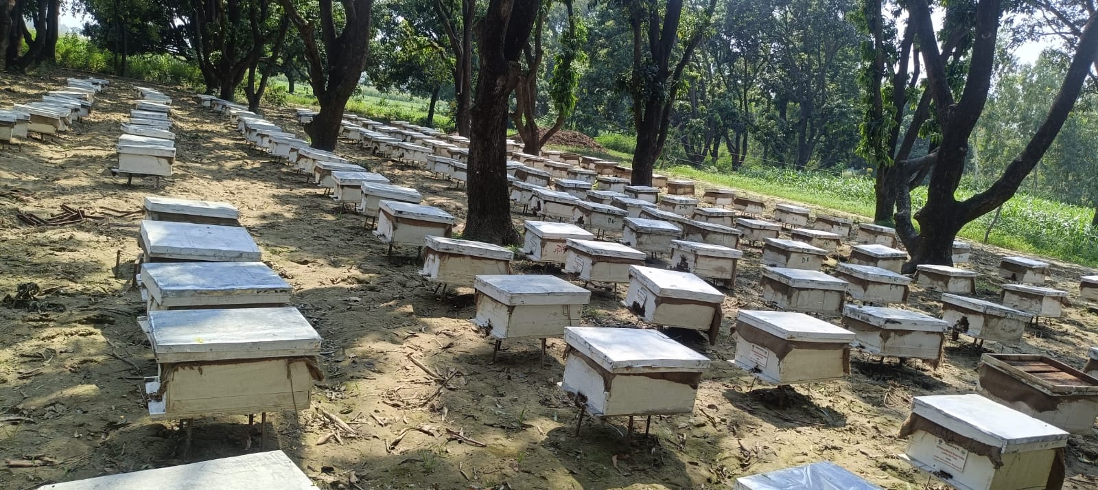 World Bee Day