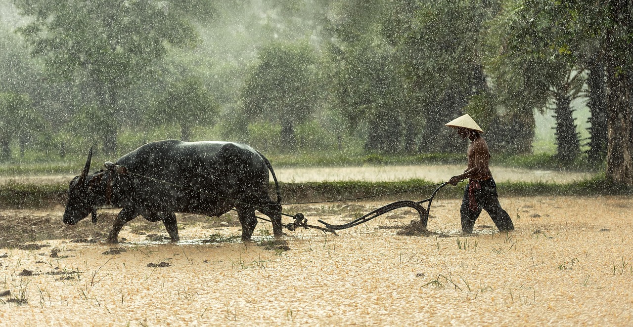 How to apply for the PM Kisan Yojana