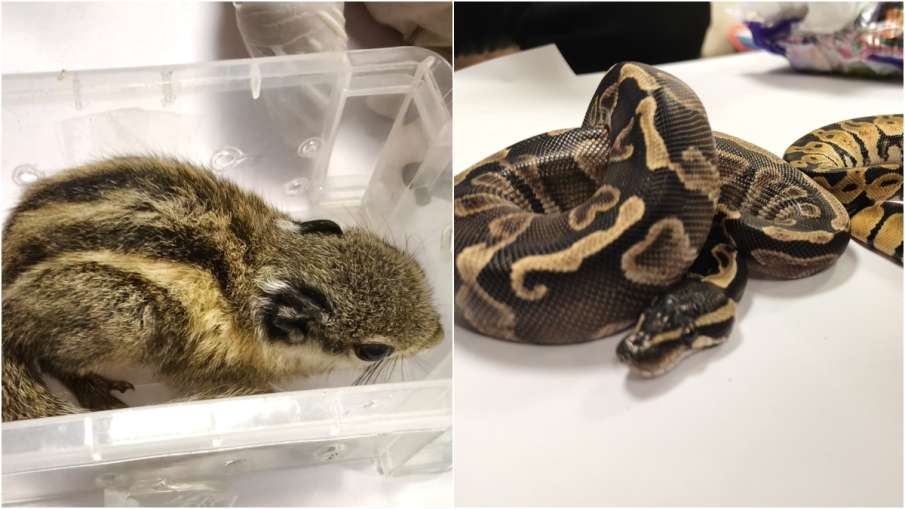 Exotic wildlife smuggling racket